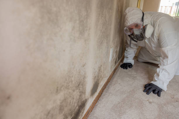 Best Black Mold Removal  in Twinsburg Heights, OH